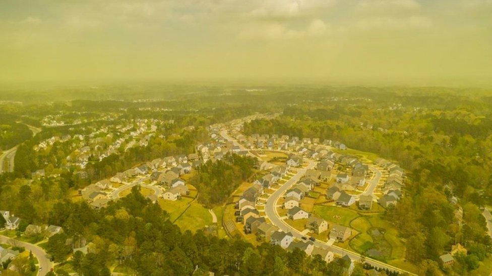 Pollen cloud in Carolina