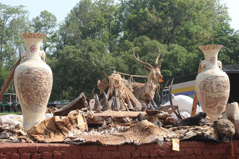 Animal body parts to be burnt at Chitwan, 22 May