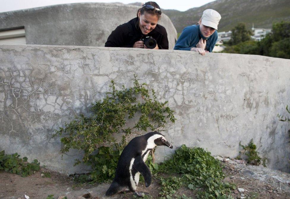 A tourist takes a picture of a penguin on Boulders Beach