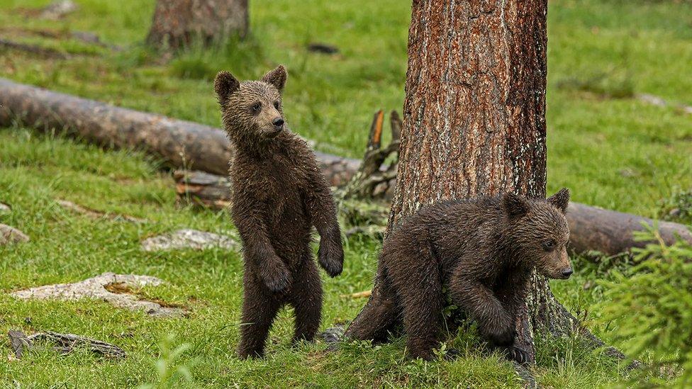 Two young bears in Finland