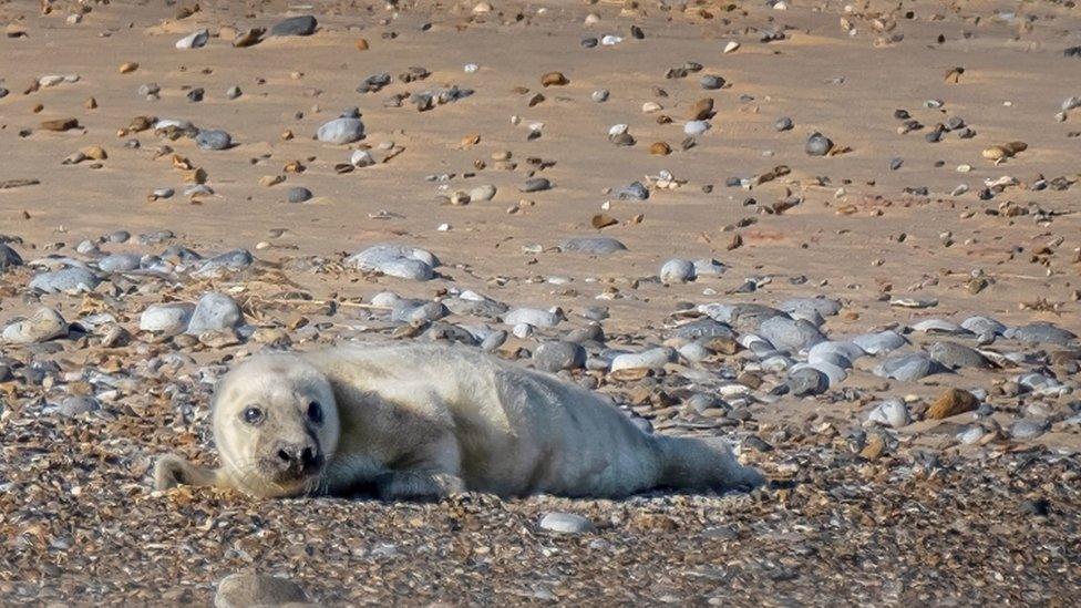 grey-seal-pup.