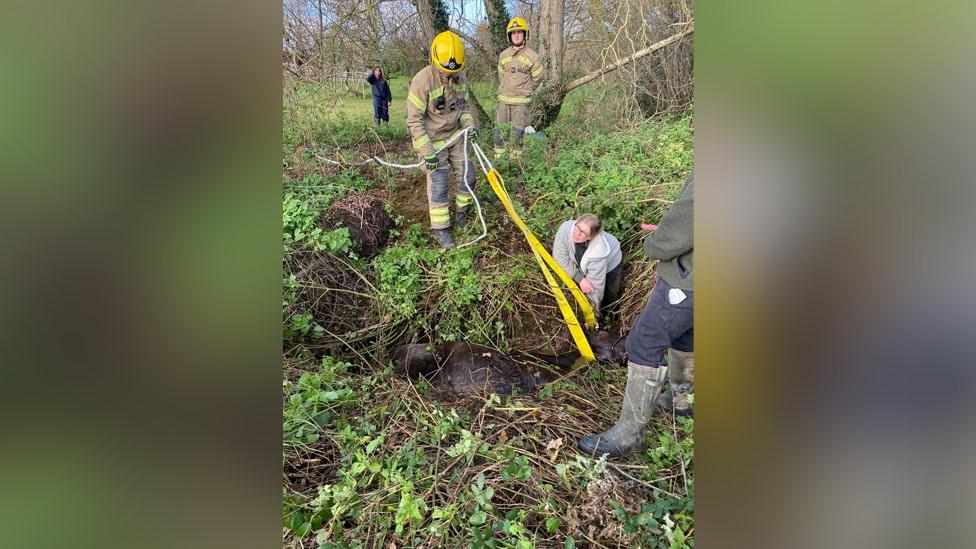 Horse rescue