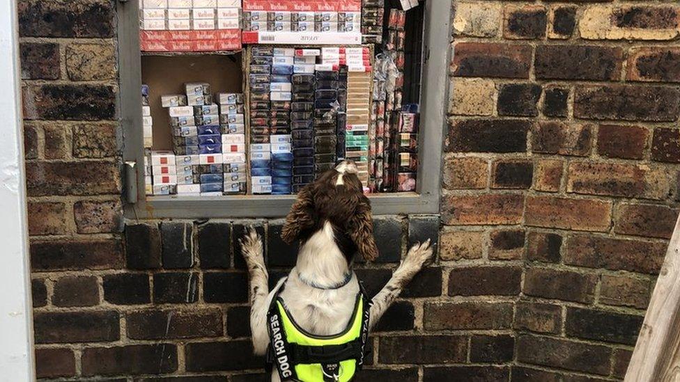 Detection dog at the hole-in-the-wall