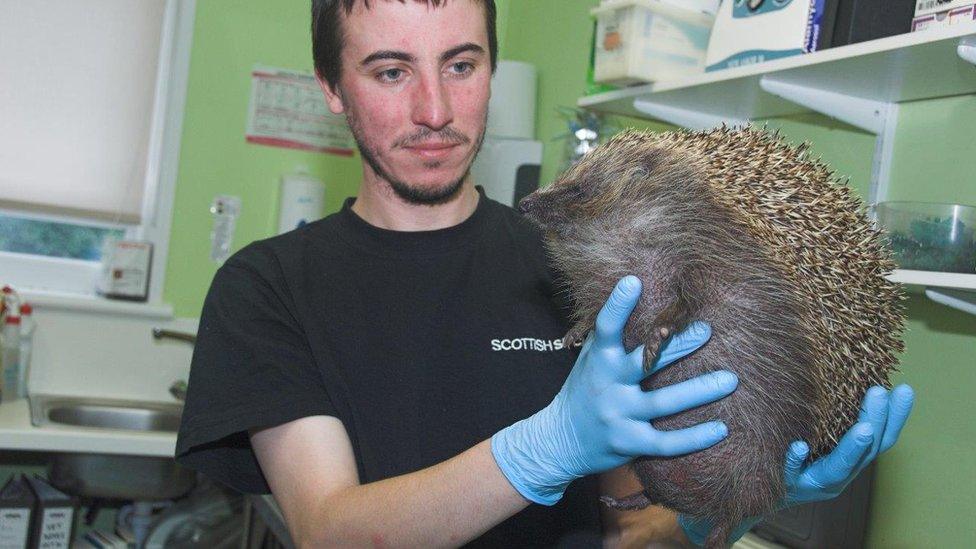 Hedgehog