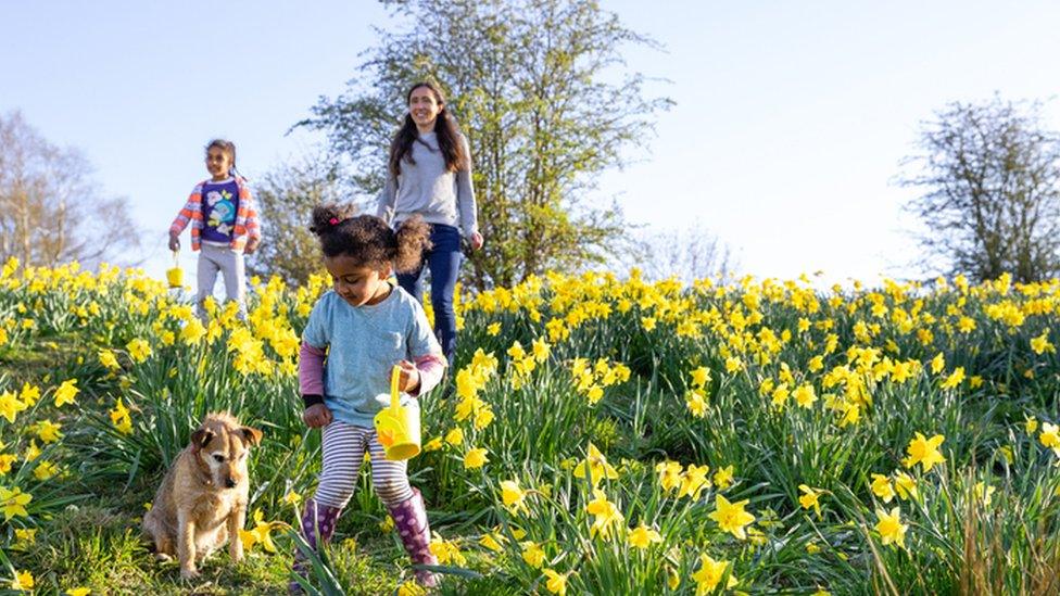 Child in daffodils celebrating easter