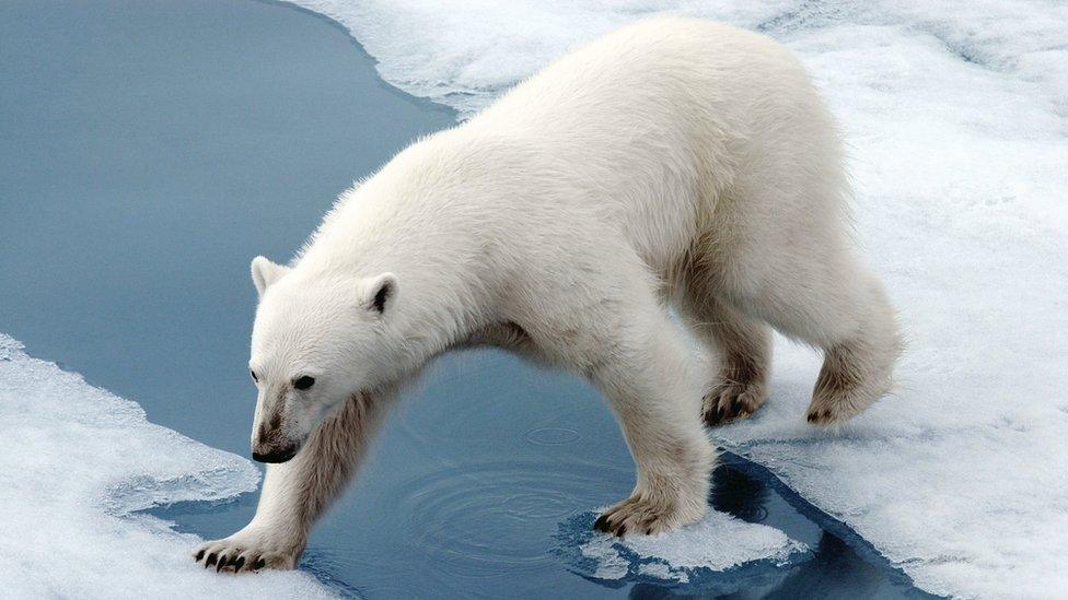 Polar bear on ice