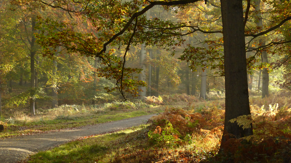 Wyre Forest in the Autumn