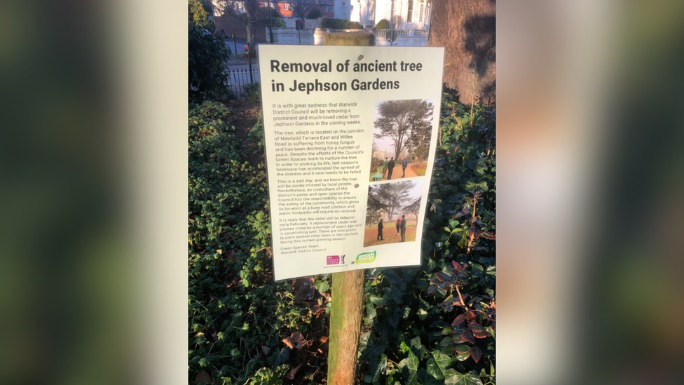 Jephson Gardens tree