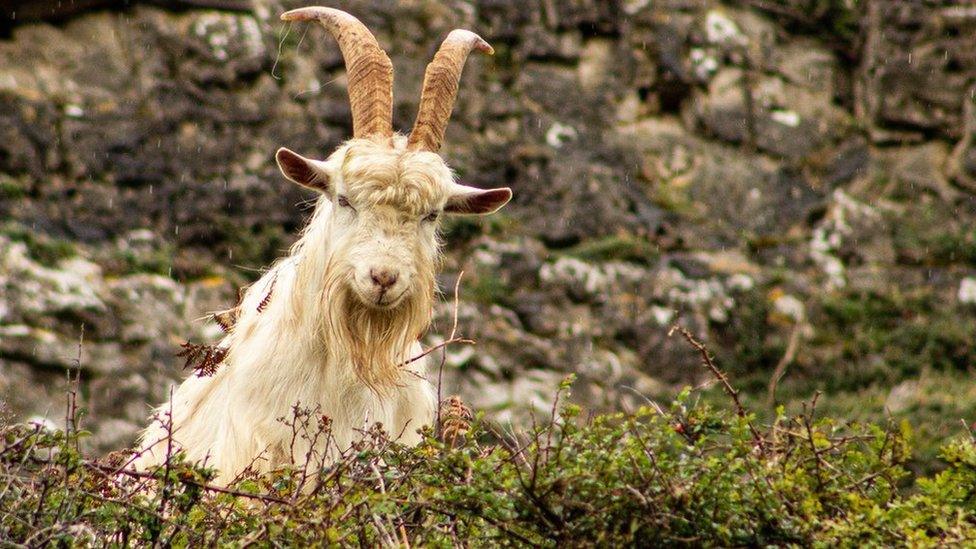 Gafr ar Ben y Gogarth