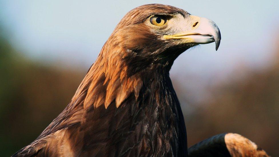 a golden eagle