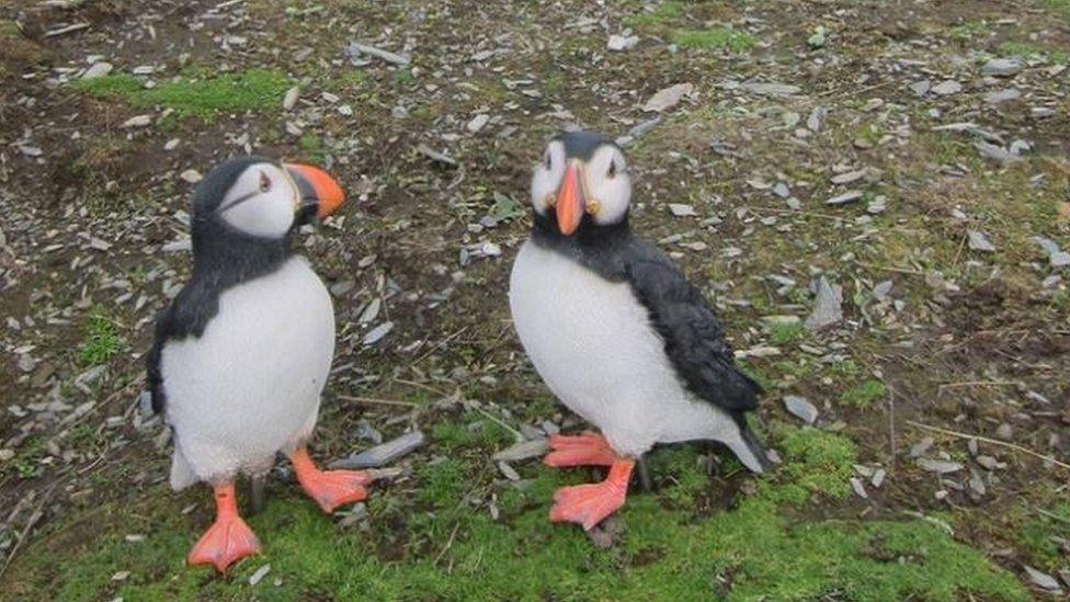 Decoy puffins