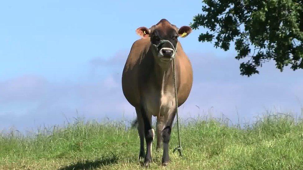 Jersey Cow