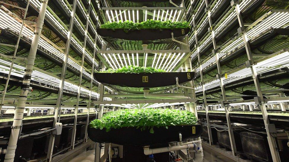 AeroFarms' vertical grow towers on February 19, 2019, in Newark, New Jersey