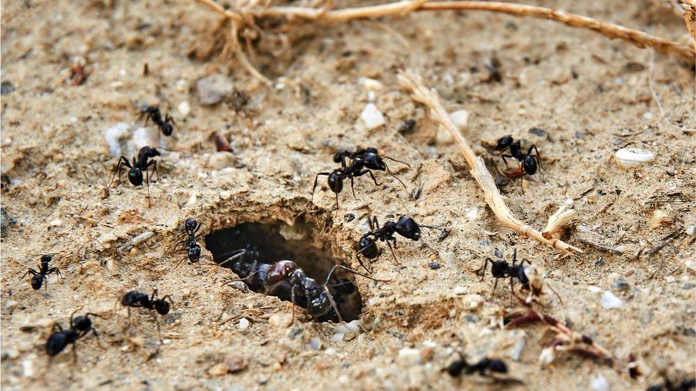 Ants going into their tunnels