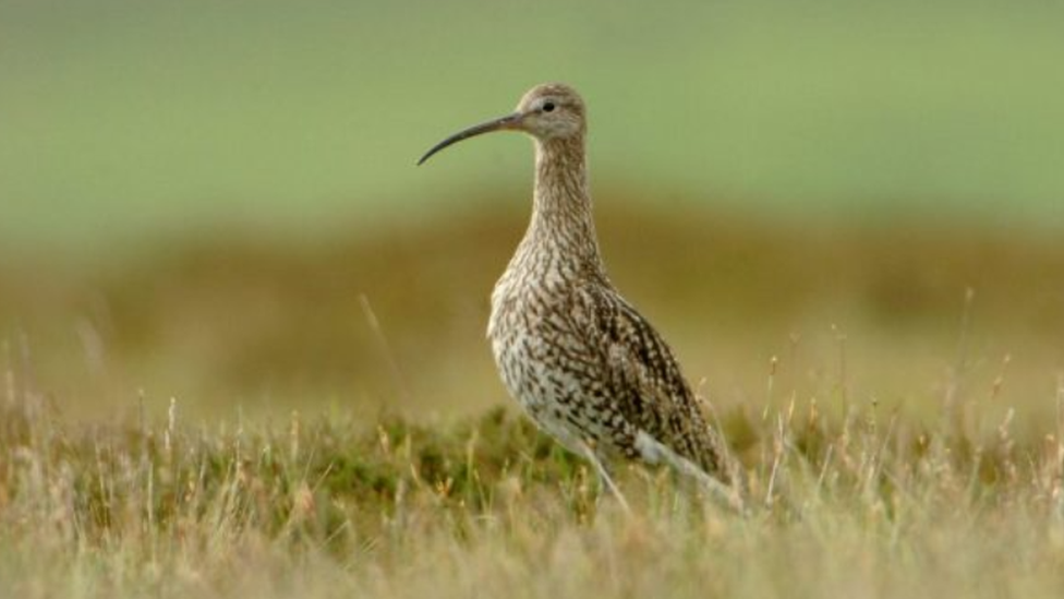 Curlew