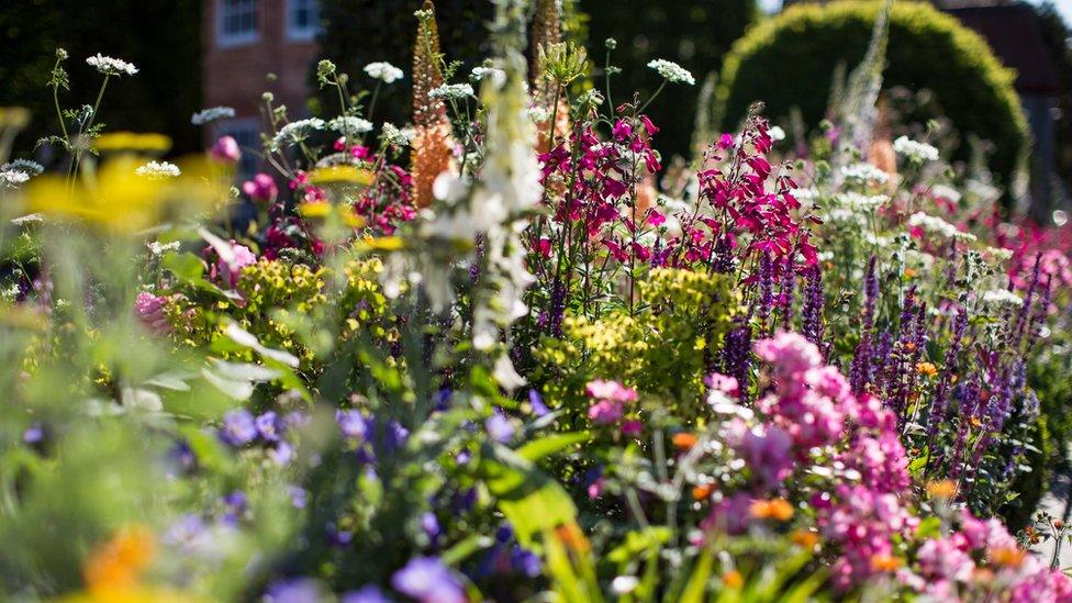 Flowers at Chelsea Flower Show