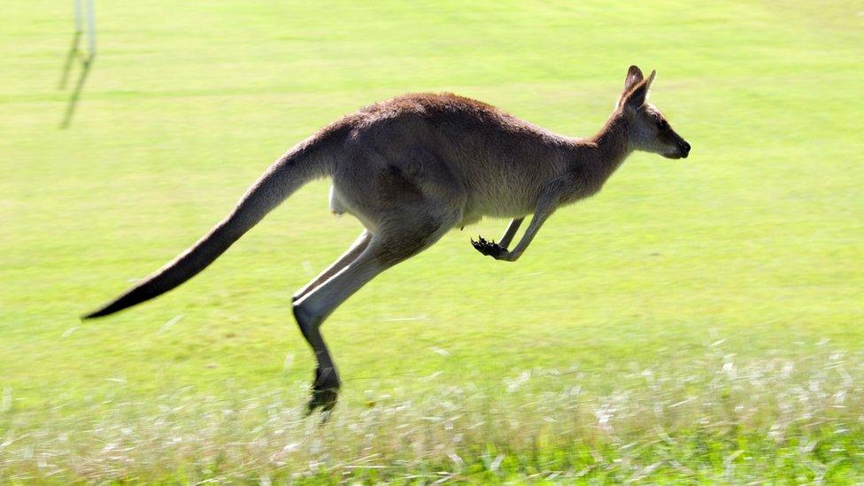 Kangaroo