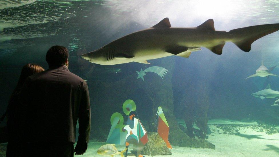 Two peoples look as shark swims next to Christmas nativity figures in the aquarium at the zoo in Madrid.