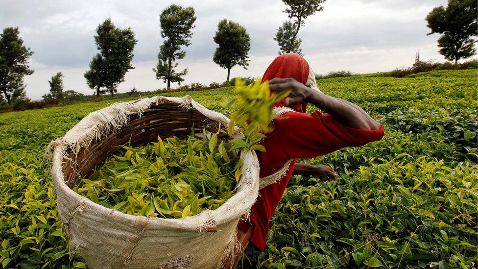 A worker picks tea at a plantation near Nairobi