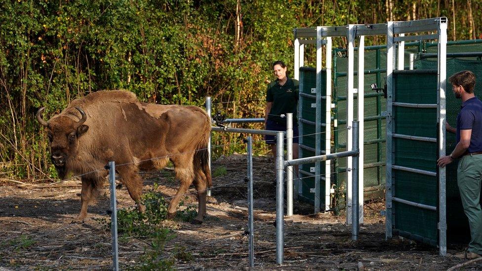 wild-bison-release