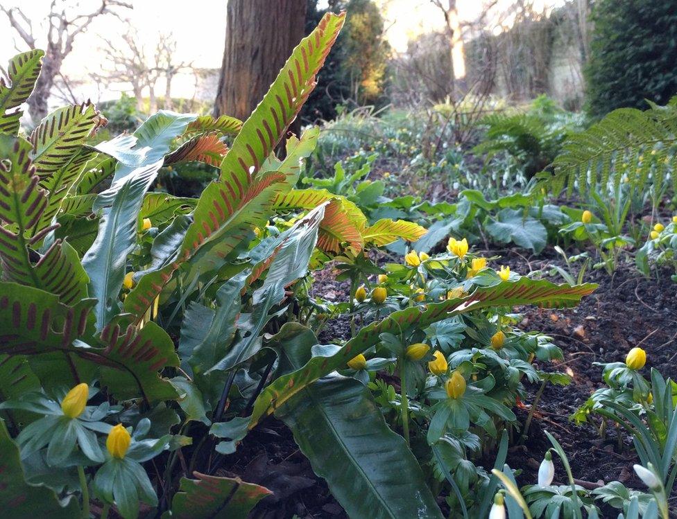 Woodland plants