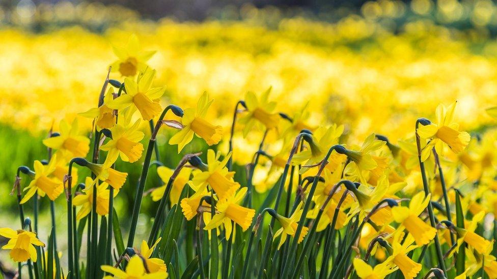 A field of daffodils glowing in the sunshine