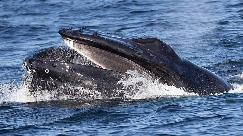 Humpback whale