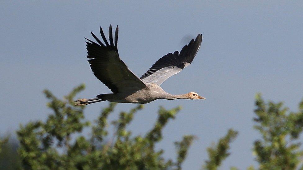 Young wild crane in Somerset