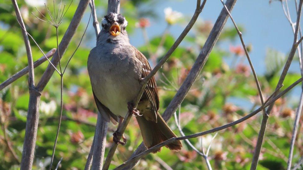 Sparrow singing