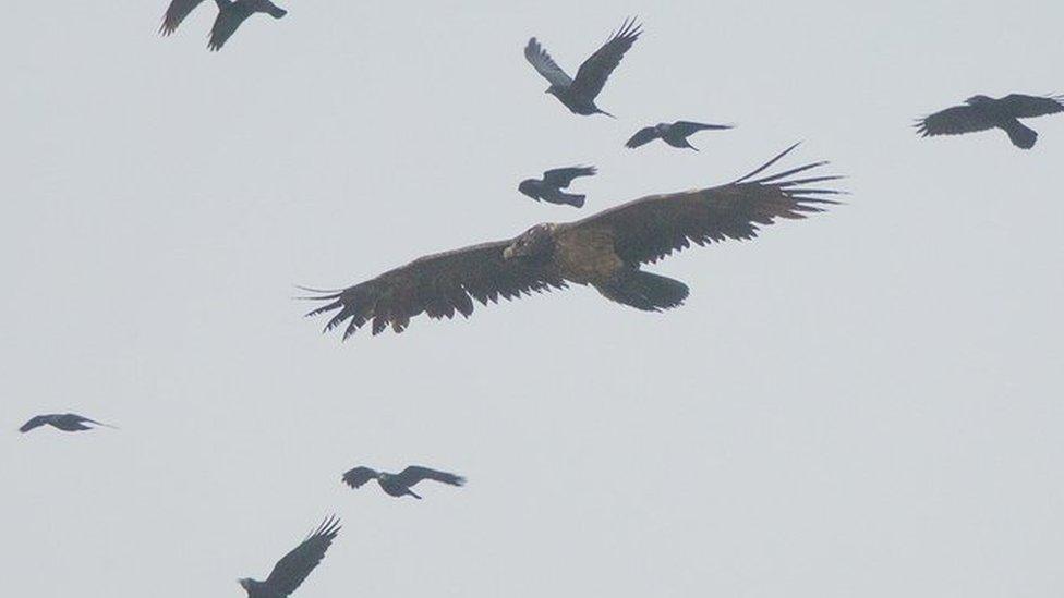 Bearded vulture