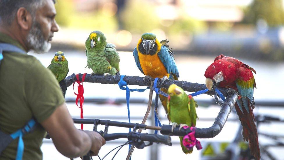 Parrots at We Invented The Weekend on Sunday