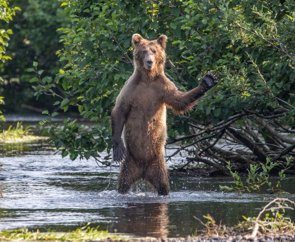 A bear holding up its paw and looking up at the camera