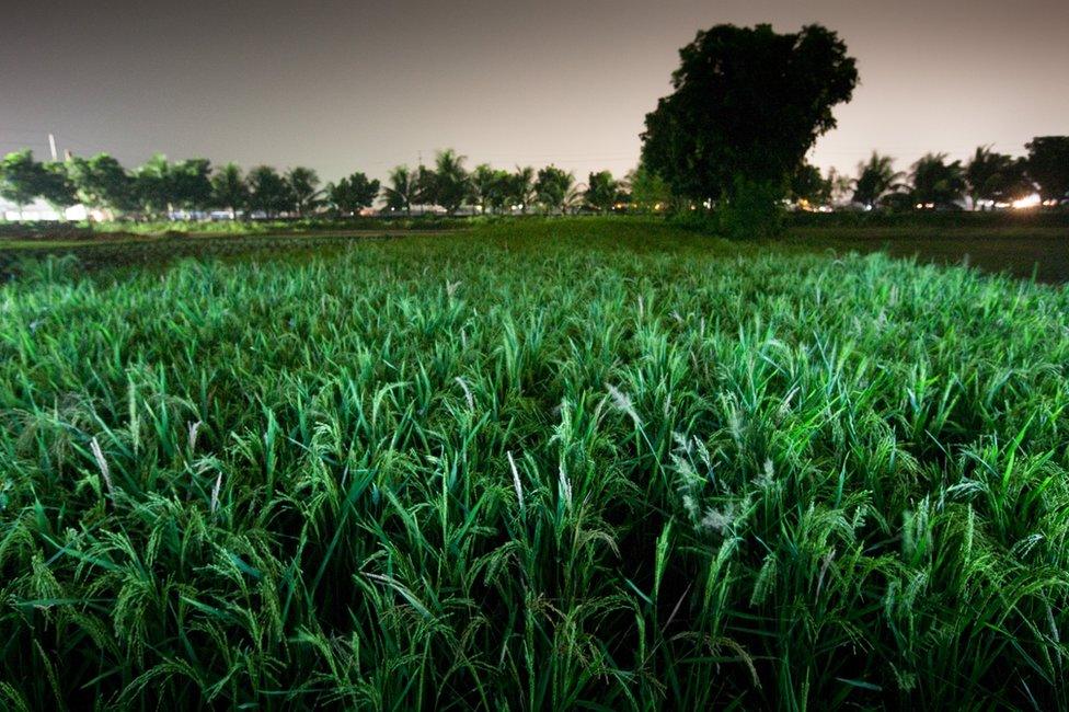 A rice paddy field in Bangladesh. Paddy field. Part of 'Crossfire', a photo story by Shahidul Alam. November 17, 2009.