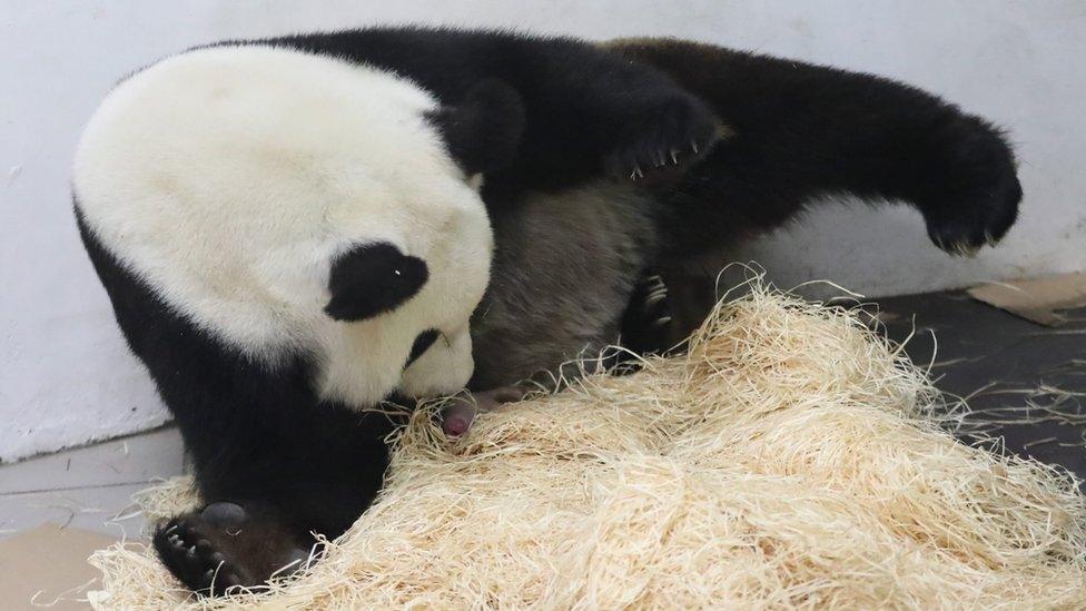 An undated handout image provided by Pairi Daiza on 02 June 2016 shows Giant Panda mother Hao Hao with her newborn cub at the Pairi Daiza zoo in Brugelette