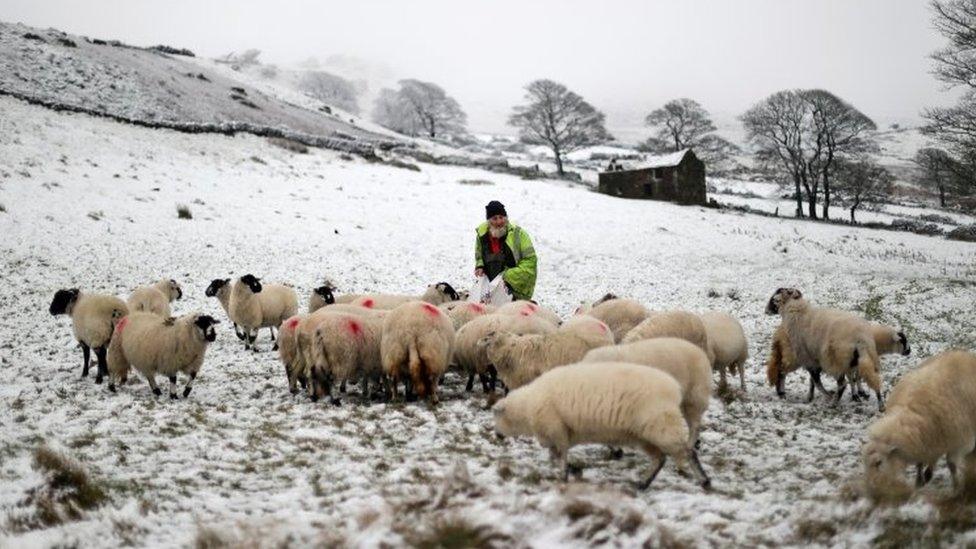 A farmer feeds his sheep after snow fall in The Roaches ridge, Staffordshire