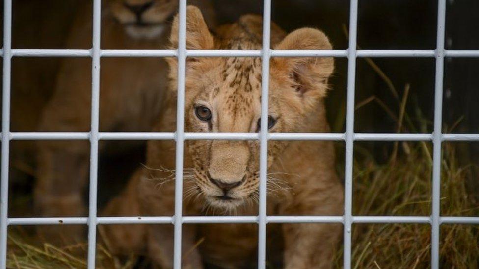 A lion cub. File photo