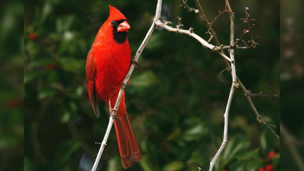 Northern cardinal.