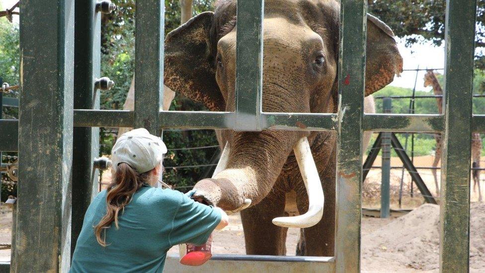 Keepers train the male elephant to distinguish different smells