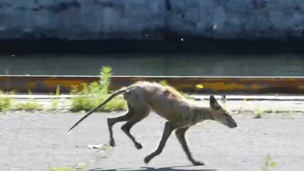 Urban coyote, Montreal