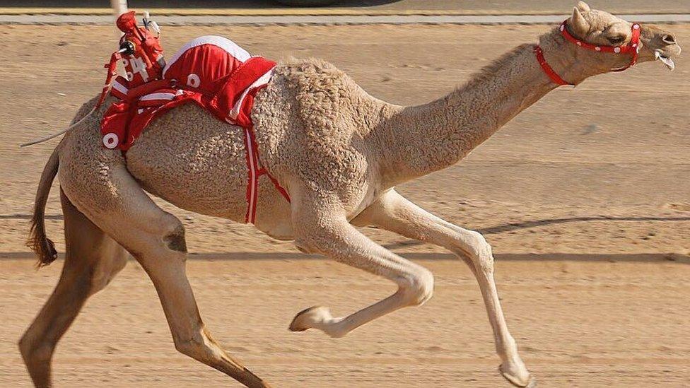 camel racing