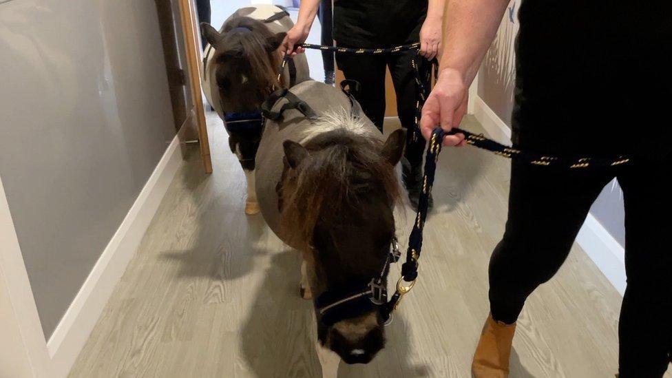 Therapy ponies