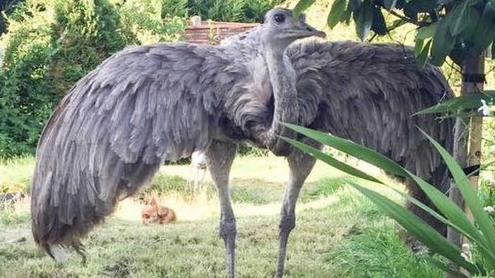 Lawrence the rhea