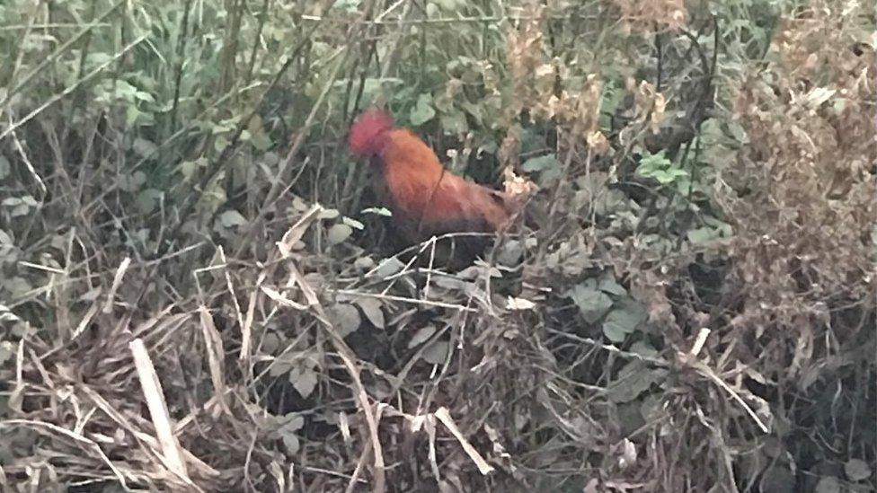 Cockerel in nettles