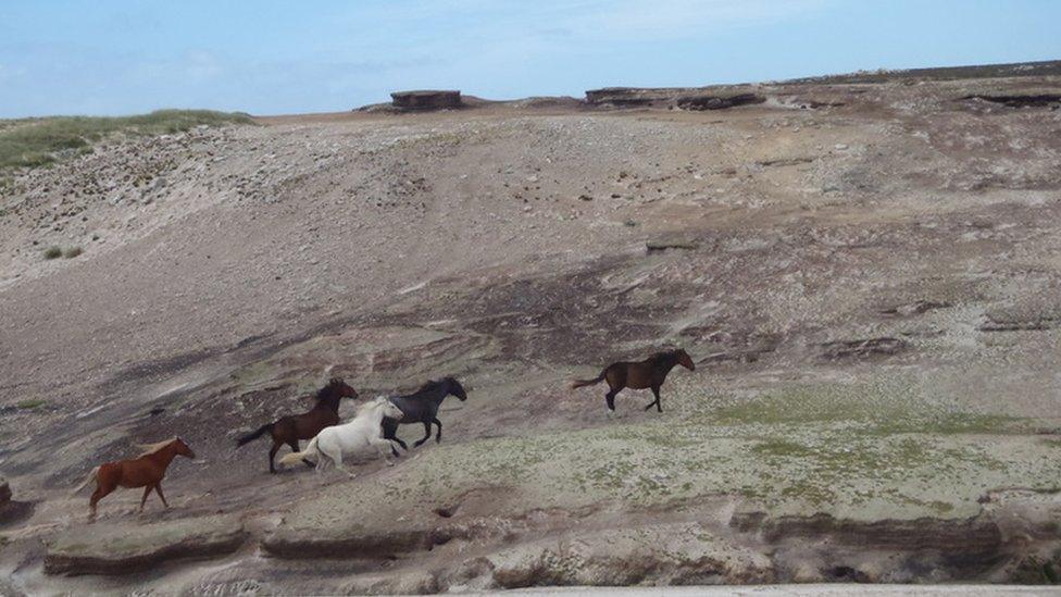 Wild horses on the island