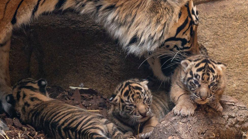 baby-Sumatran-tiger-cubs-london-zoo