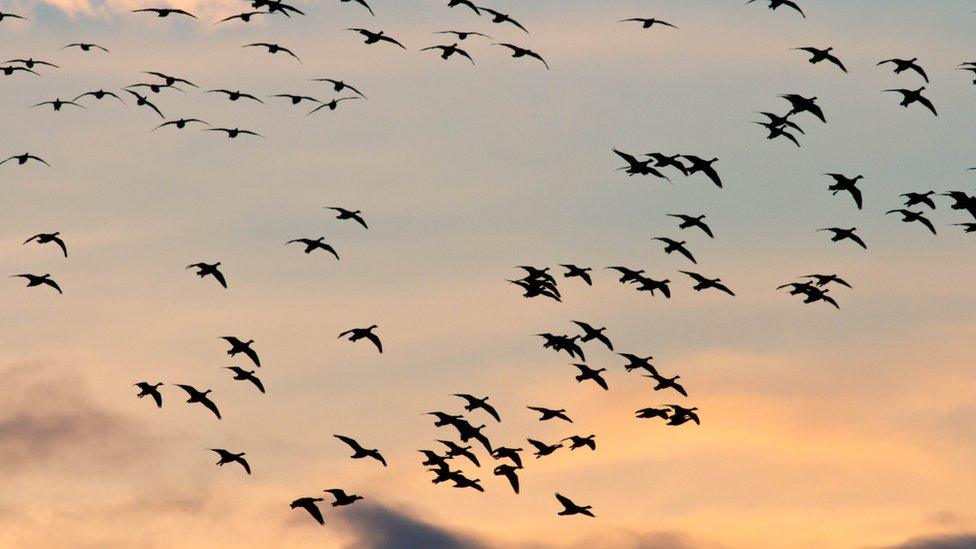 Pink-footed geese