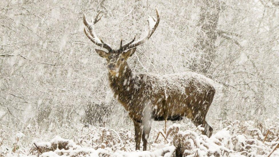 a deer standing in the snow