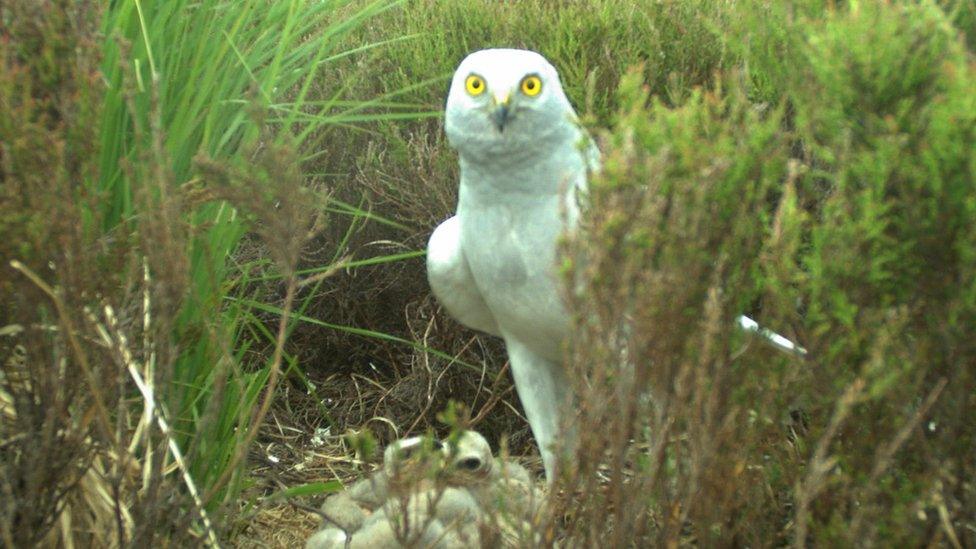 Male harrier guarding nest