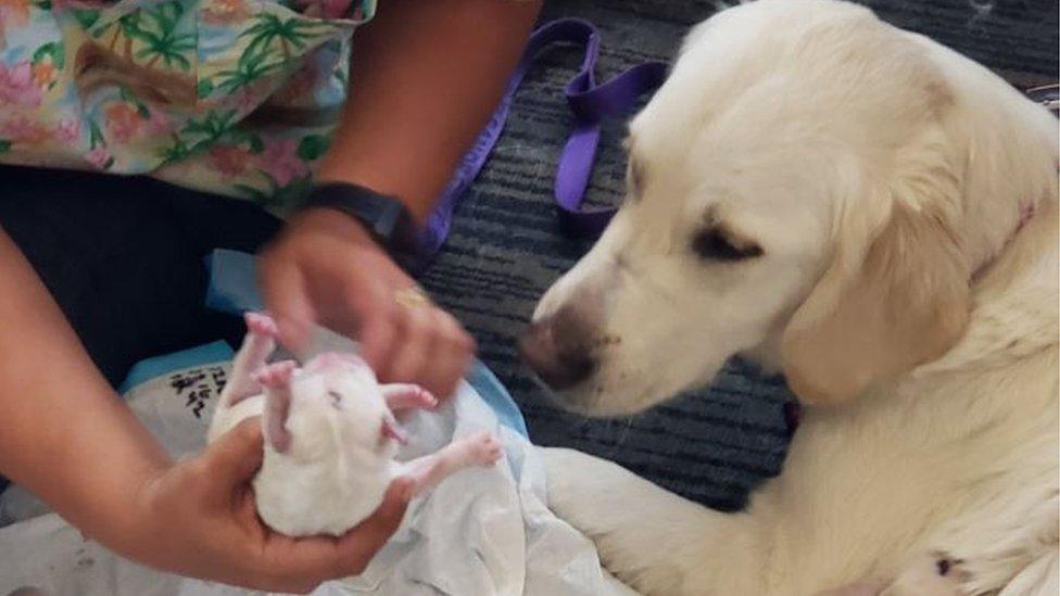 Service dog and her puppies