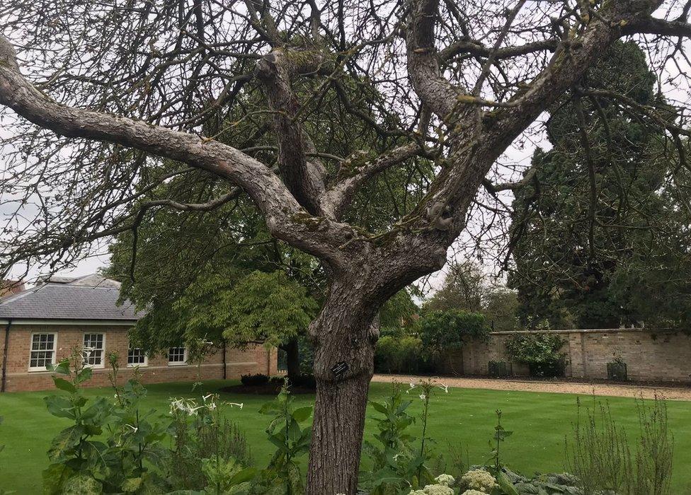 Cambridge University Botanic Garden's "Newton's apple tree"